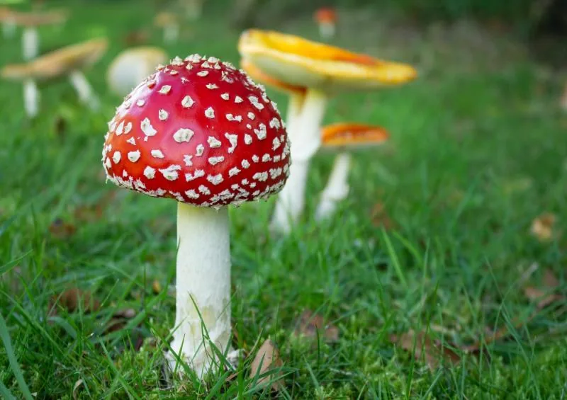 A red, white-spotted fly agaric mushroom in grass.