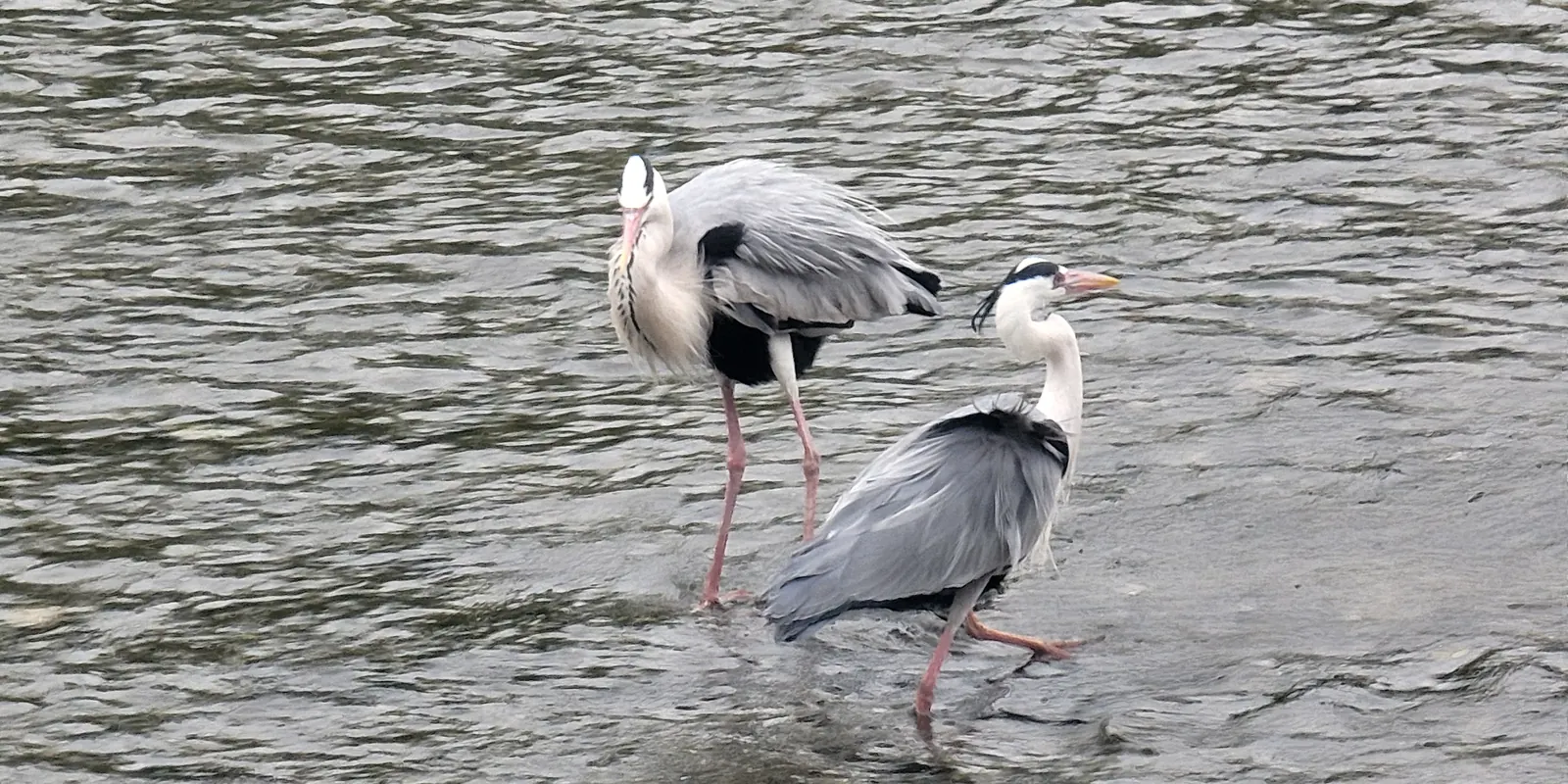 Two grey herons wading in a slow, silver river