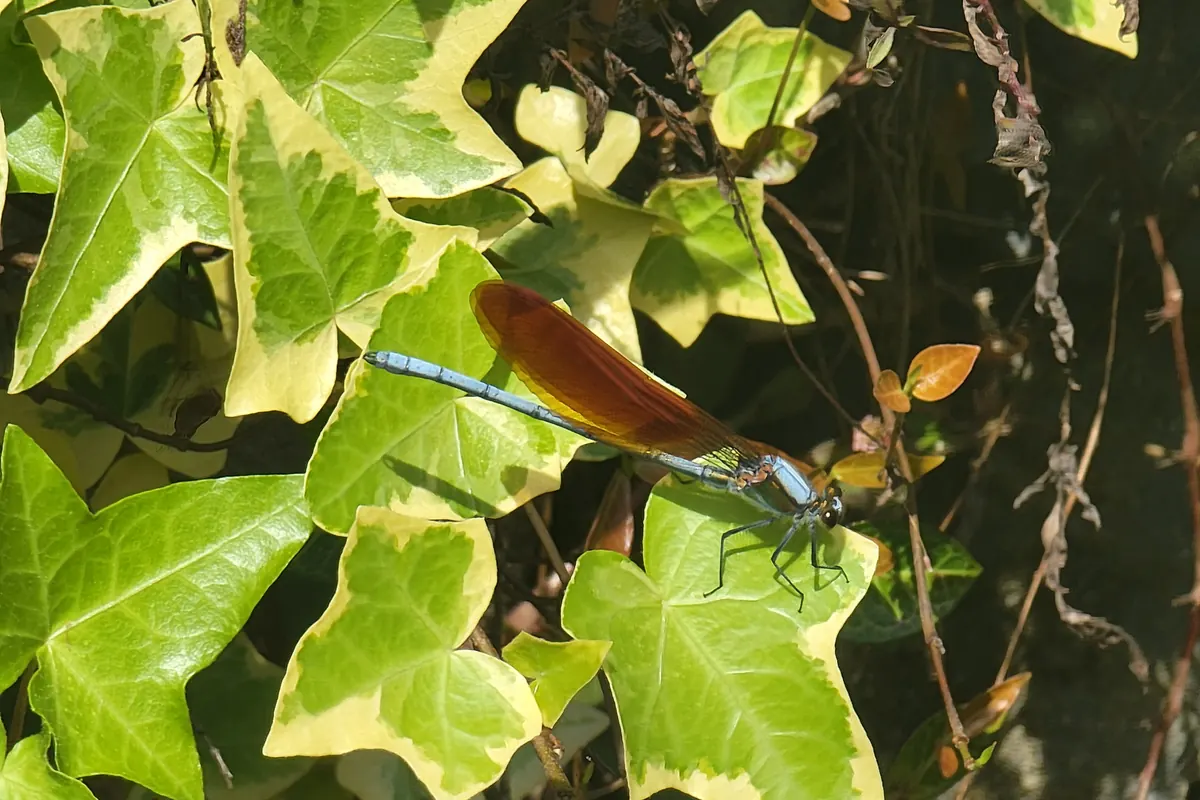 A dragonfly with amber wings resting on variegated ivy leaves